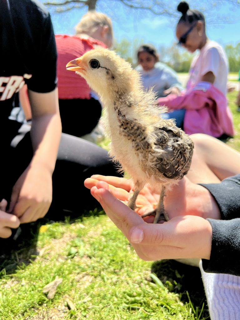 Picture of a hatchling