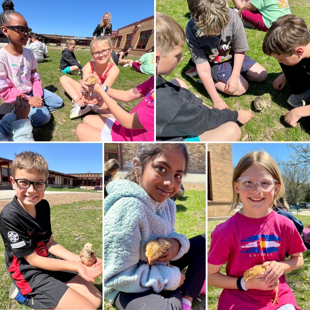 Five pictures of elementary students holding baby chicks.